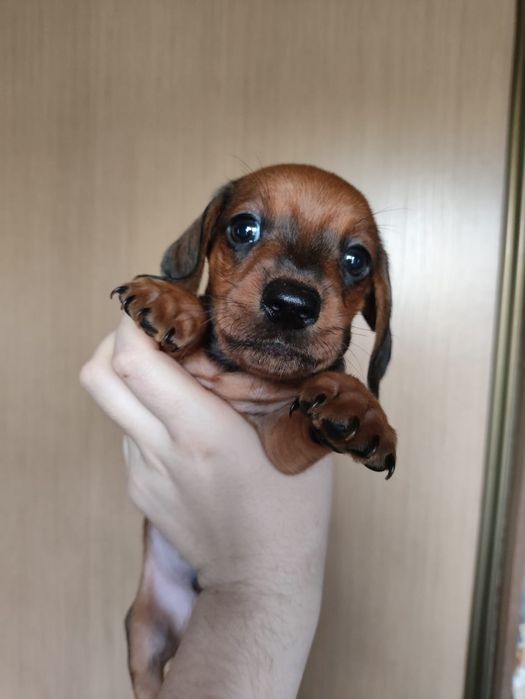 Продам щенят мини таксы