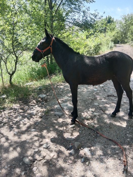 Продам тайчика хорошего