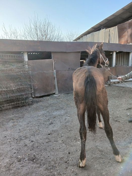 Продам Тайника 11 месяцев