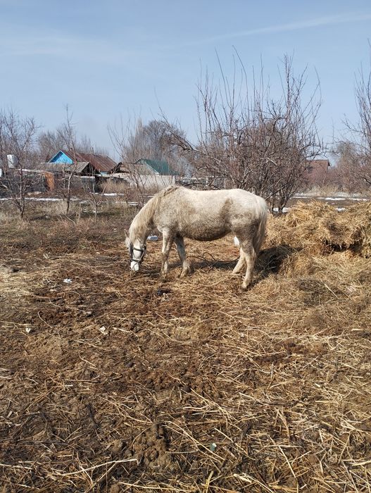 Кобыла жеребая буаз бие
