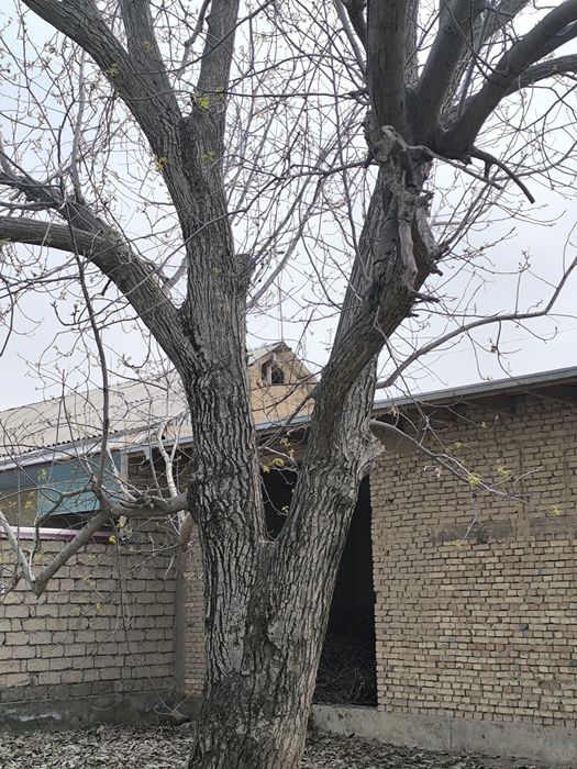 Yong'oq daraxti sotiladi