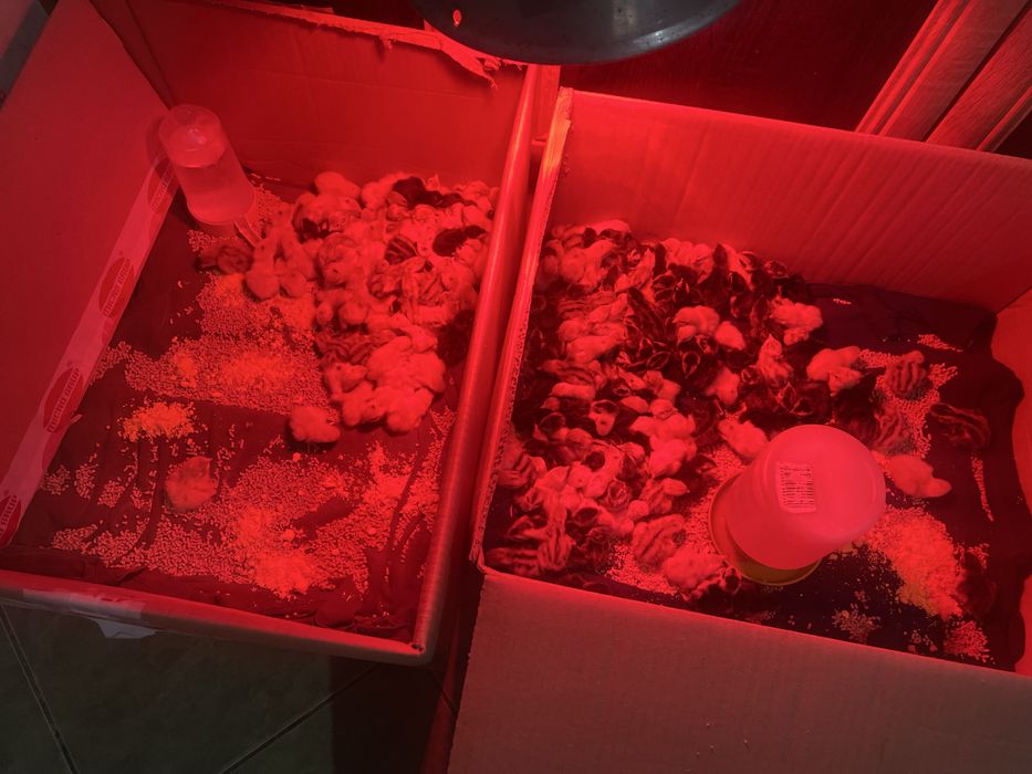 Vand pui de prepelite ( o zi)