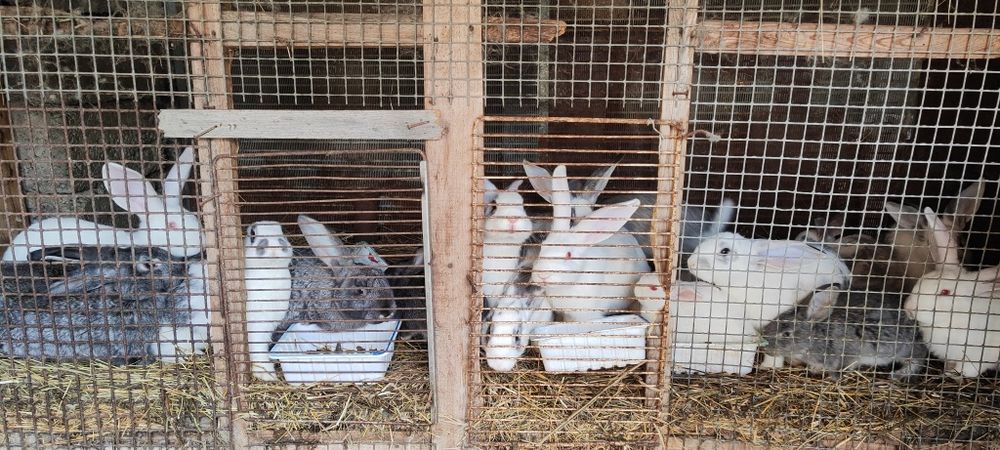 Кролики крупные на развод и мясом