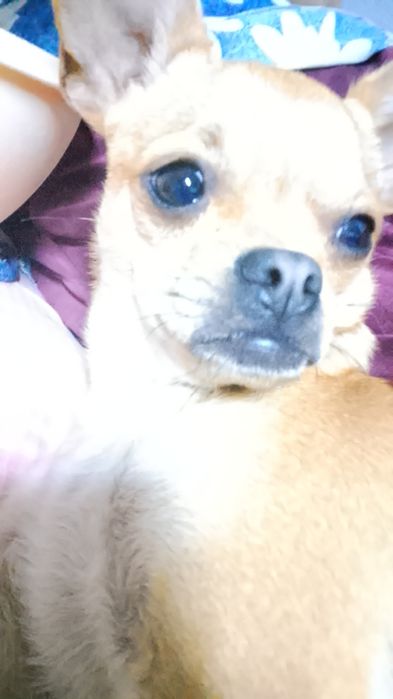 вязка чихуахуа девочка ищем кабеля