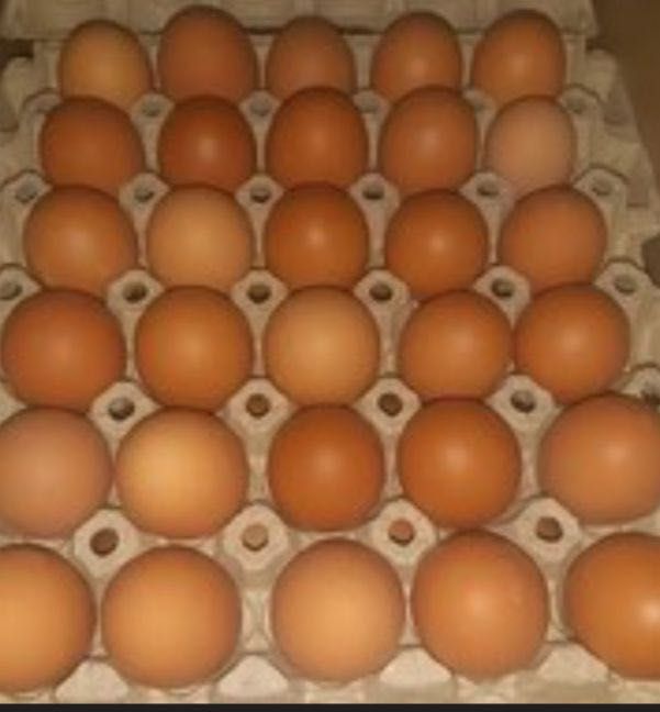 Инкубационное яйцо