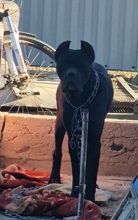 Отдам в добрые руки Кане Корсе.