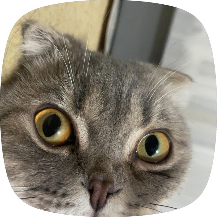 Продам кота скотишь фолд