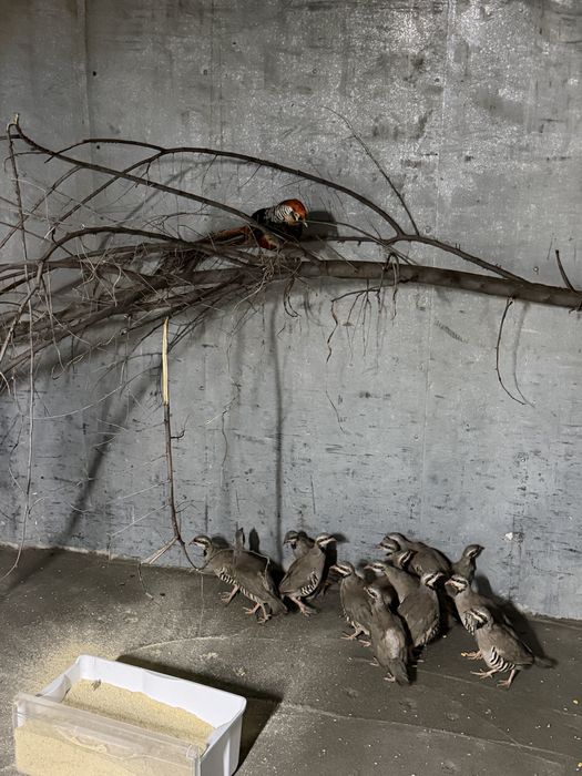 Алмазный фазан самец