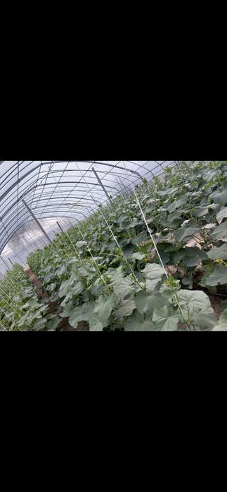 Продается оцинкованная теплица 300 м2