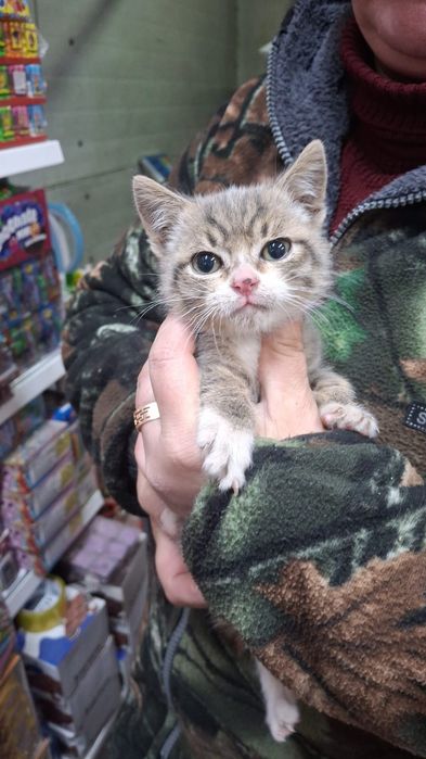 Котик в добрые руки