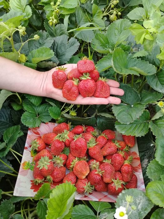 Продам рассаду ремонтантной клубники