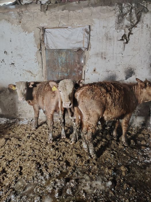 Бычки с откорма.