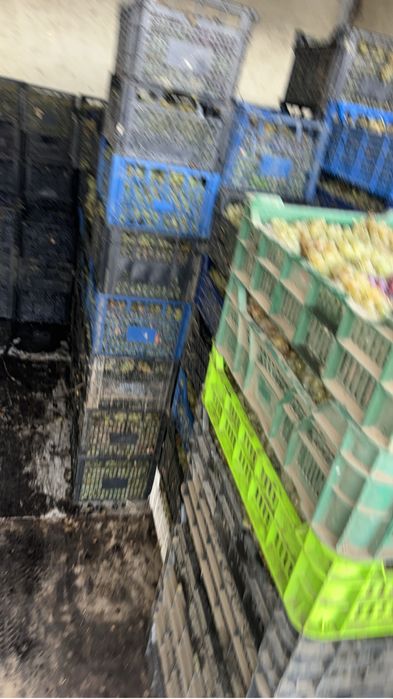 Vindem struguri de vin