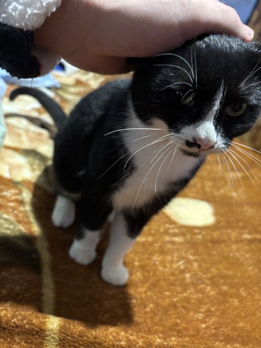 Două pisicute( fetite) spre adoptie