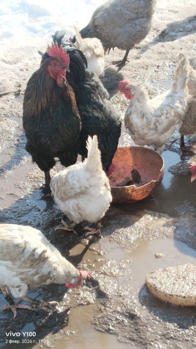 Продам Домашние куры
