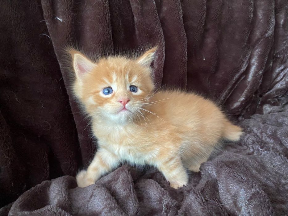 котята мейн куны от 120 000
