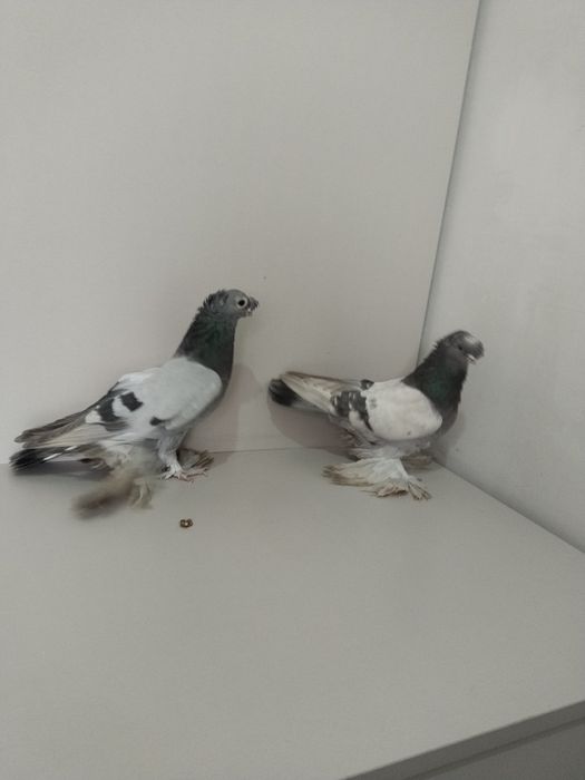 Голубы двухшубые