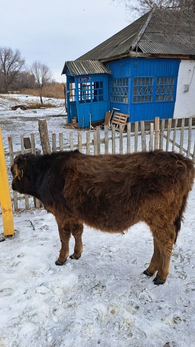 Продам Корову и бычок