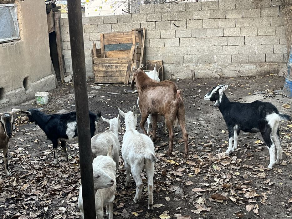 Ешкі битал сатылады