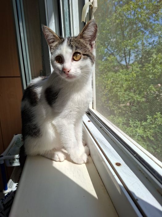 Котята девочки 4 месяца