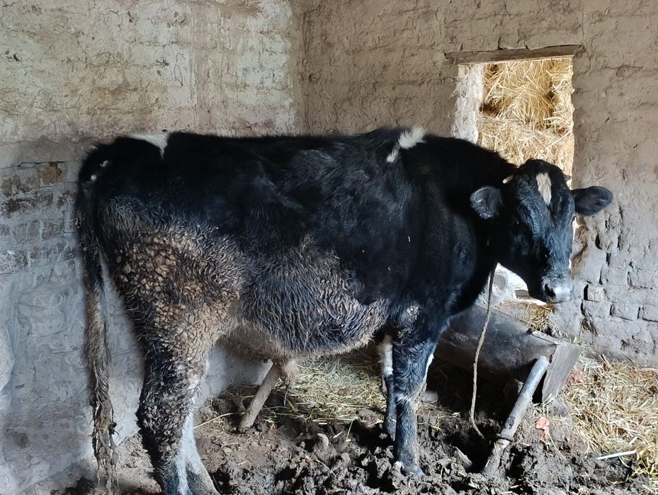 Mol hokiz okiz sotiladi