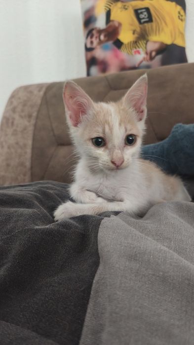 Котёнок в хорошие руки ( мальчик)