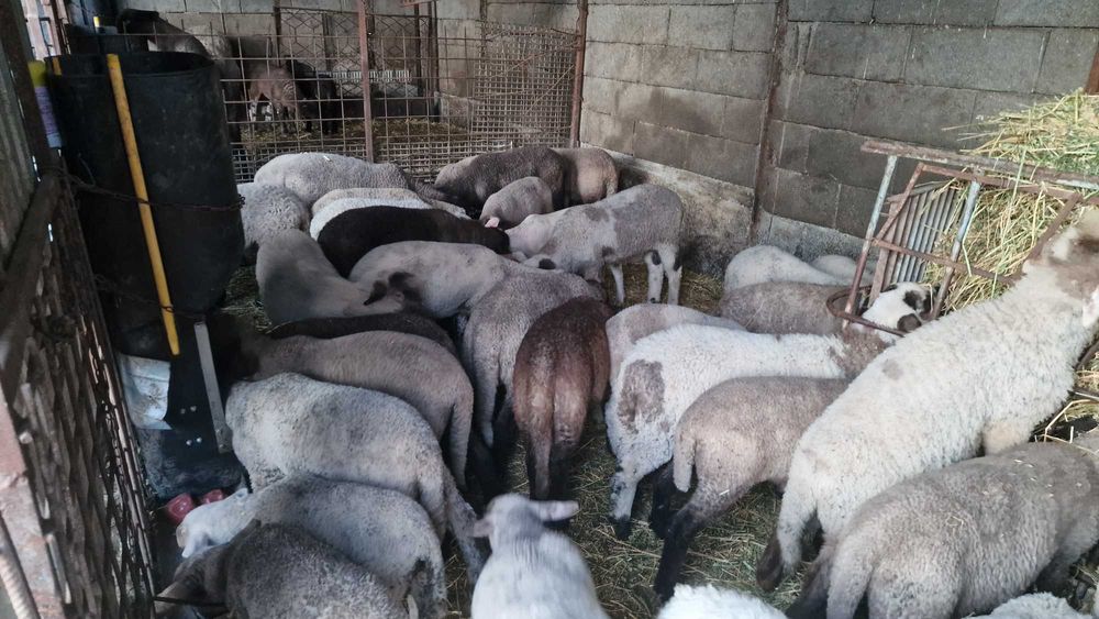 Miei și oi de vânzare. Animale sănătoase, crescute natural.