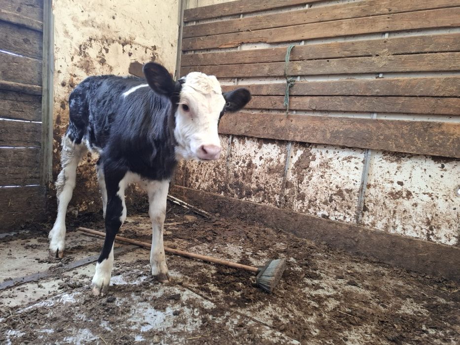 Vind vitica din mamă bună de lapte