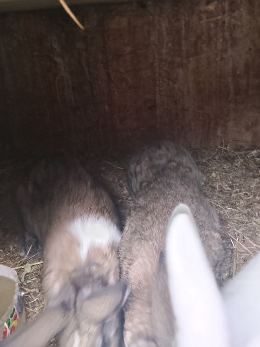 De vânzare iepuroaica montată întro săptămână și 4 pui de două luni