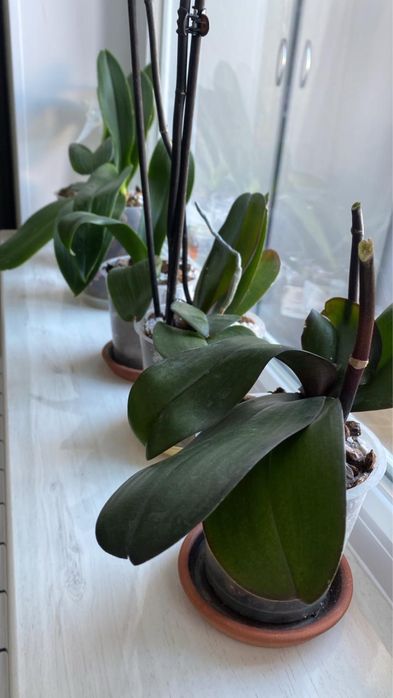 Продам орхидею домашние