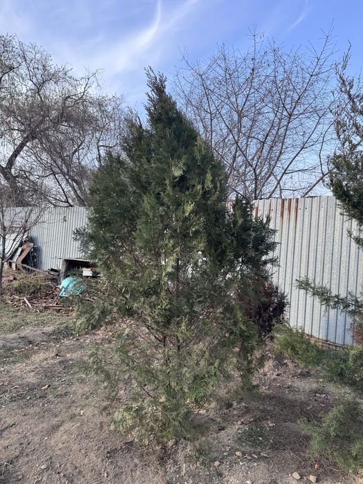 Ёлка 2.5 метр