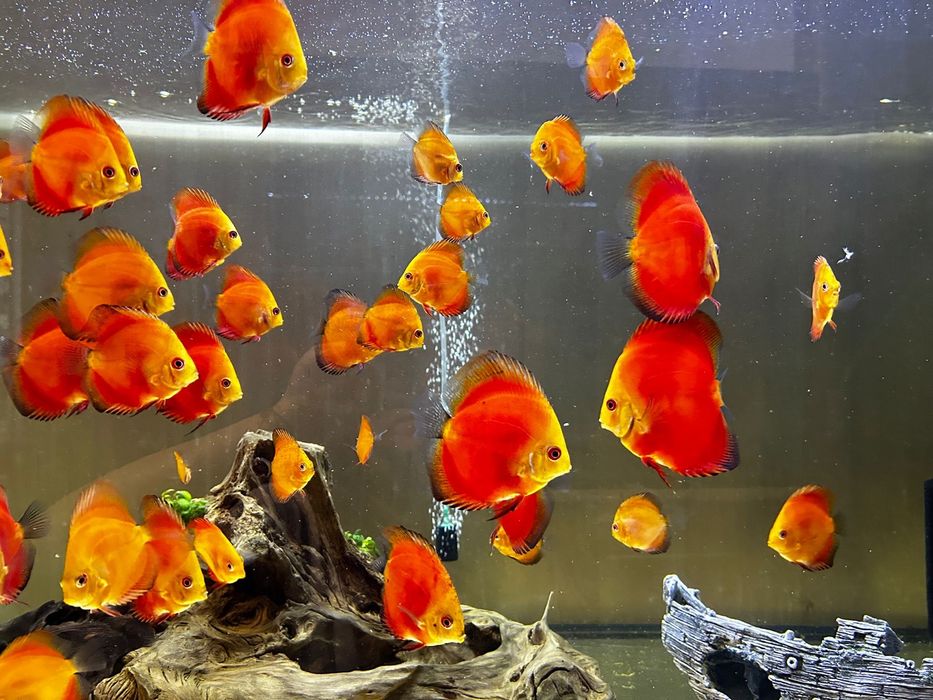 Pesti discus de vanzare