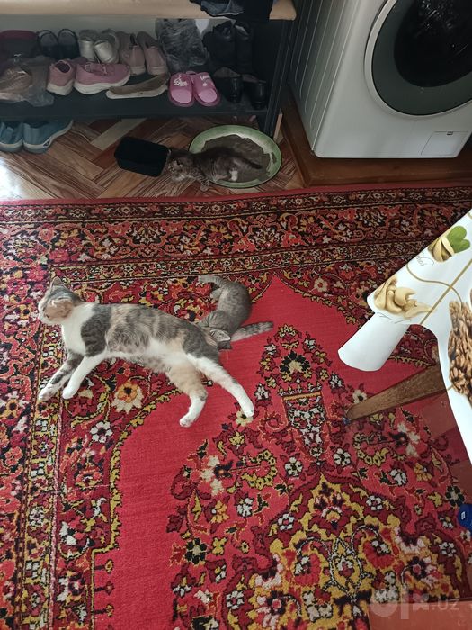 Пристраиваются котята в добрые руки