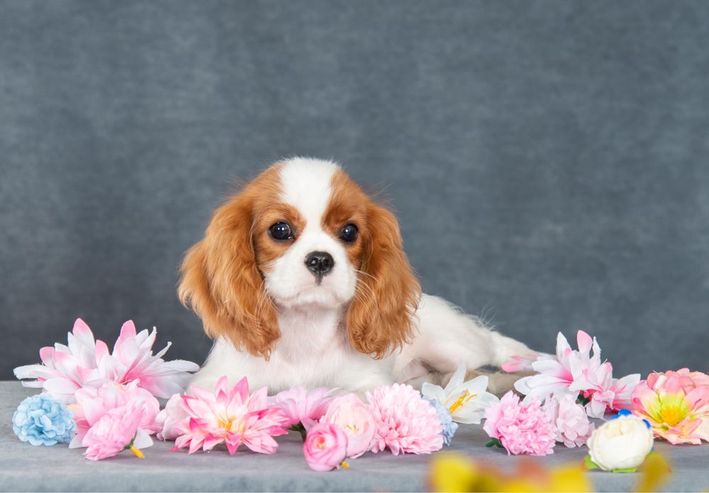 Щенки кавалер кинг чарльз спаниеля