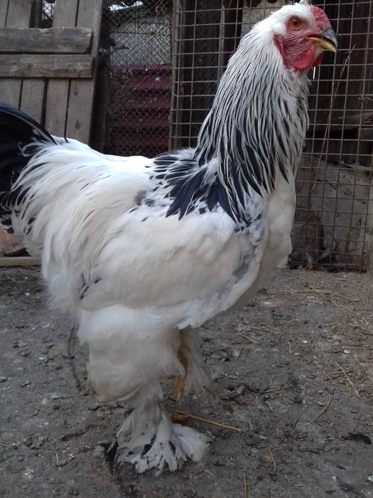 vand  gaini Brahma potarnichiu,  Herminat deschis