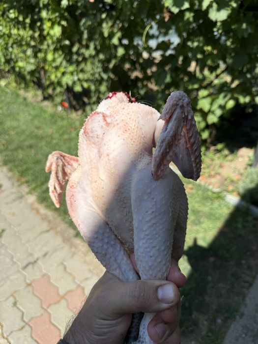 La bress ouă si pui  de o zi