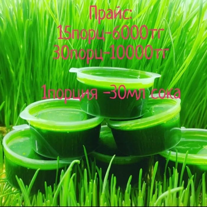 Витграсс в шотах | Энергия, восстановление, иммунитет