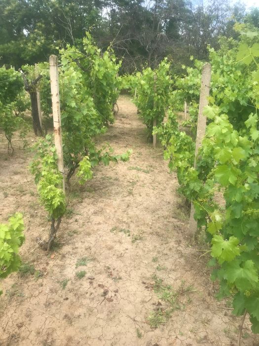 Продава се Парцел в Русе, Алеи Възраждане - 1000 кв.м за 10 €/кв.м - Снимка #3