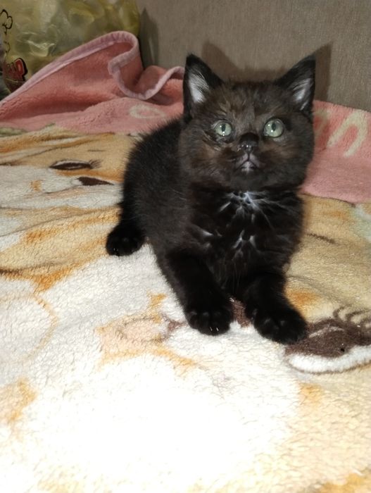 Красавица девочка Лада