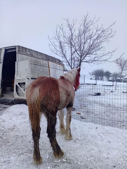 Maza de vânzare  ardeneza