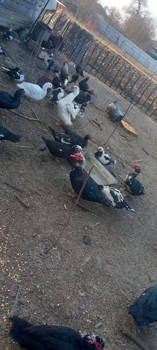 Ouă de rață mută