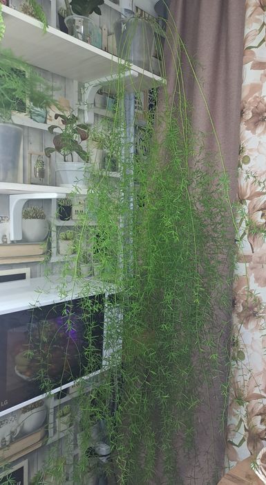 Продам комнатные растения