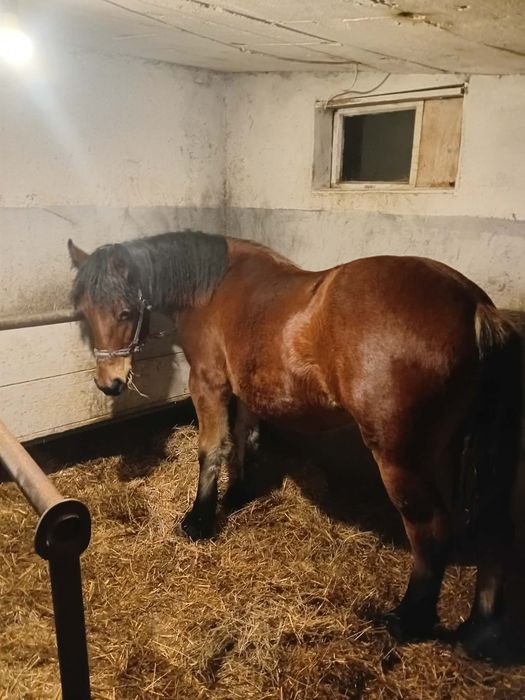 Vând o iapa și un mânz și o manza