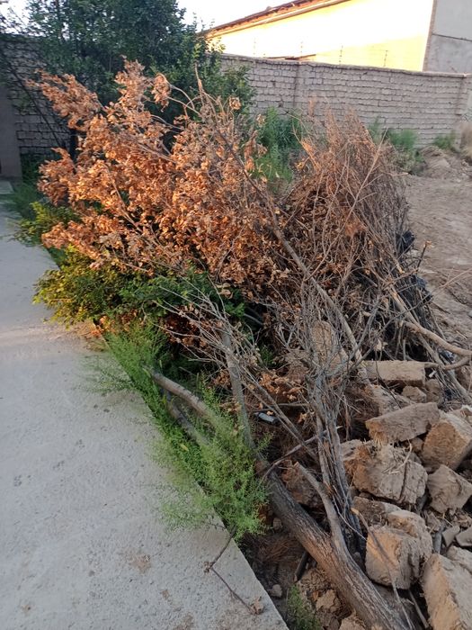 Хул ва Курук утинлар сотилади