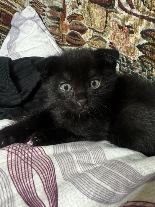 Котята шотландские вислоухие