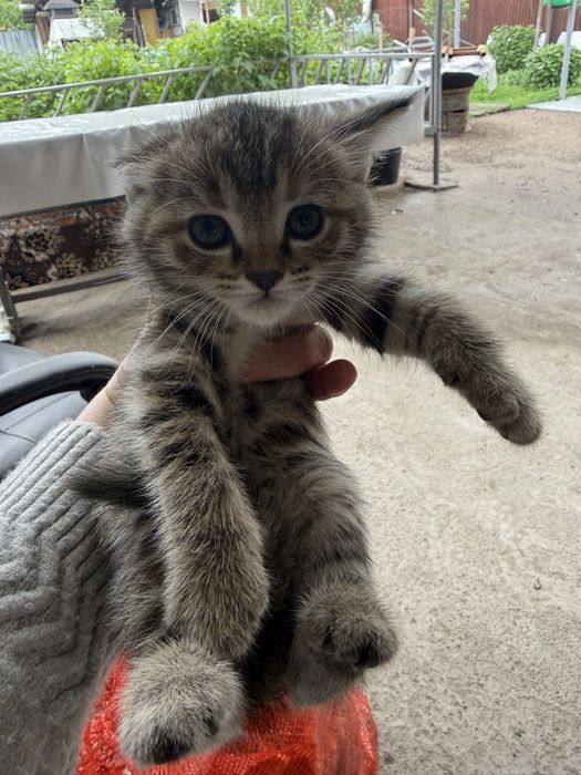 Отдам даром котят крысалов
