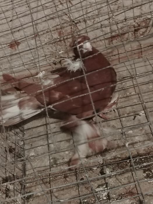 Продам голубку чинка.