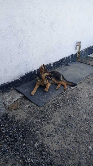 овчарка собака,,
