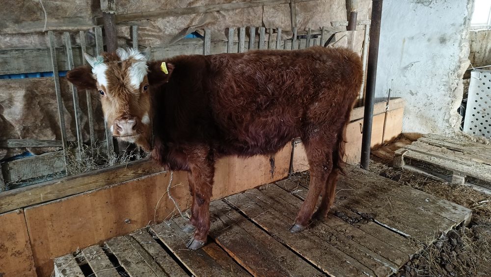 Семіз ірі баспақ сатылады.