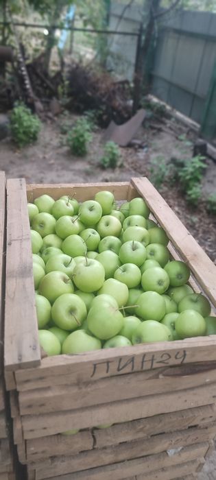 Продам яблоки восход